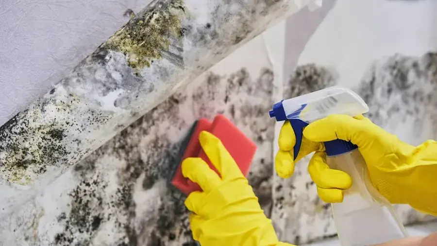 Mold checked along a wall in a Lake Dallas home